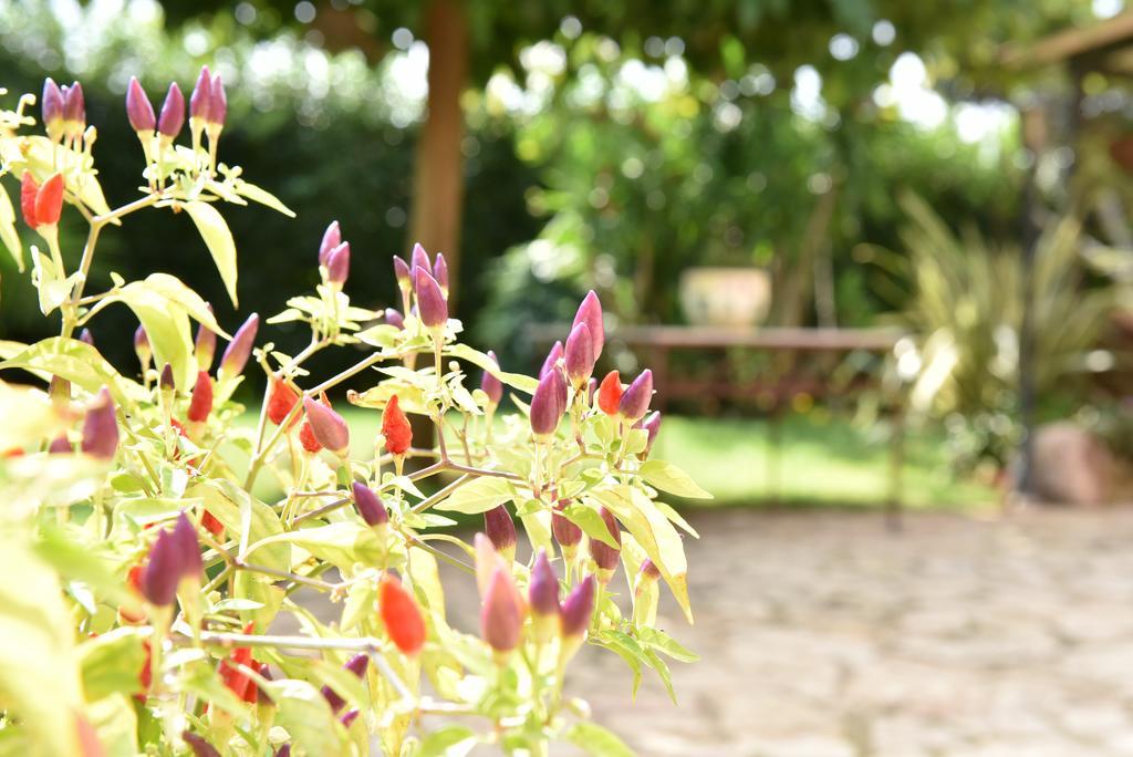 B&B Villa Anastasia Club メザーニェ エクステリア 写真